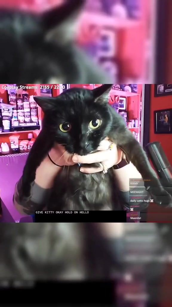 black cats are so weird 😅 #blackcats #streamperpets #catsoftwitch #pixelxkitten #contentcreatorpets #creatorpets 