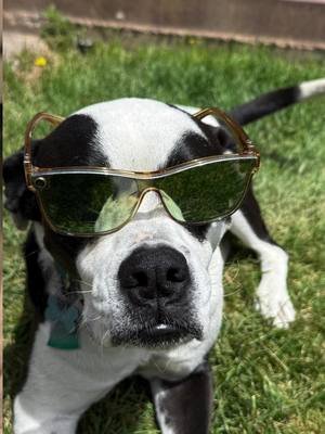 Happy Birthday to the Duker! #dogsoftiktok #happybirthday #theduker #dogbirthday #celebrationtime #birthdaydancetime 