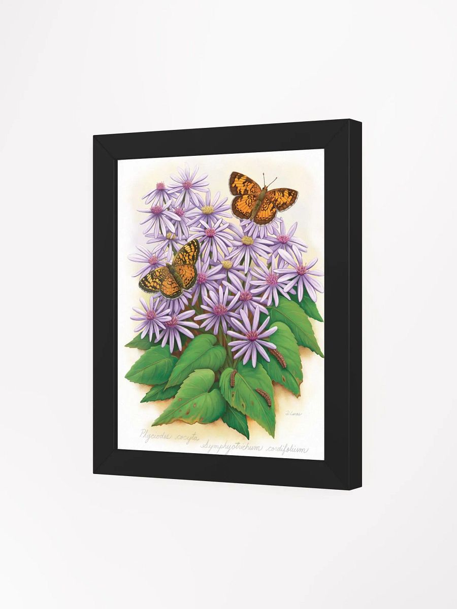Northern Crescent Butterflies product image (36)