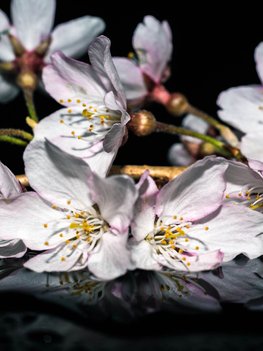 Flower Bed product image (1)