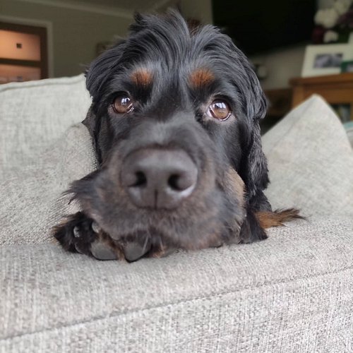 Ralph is having a case of the July blues today 😭. He's dying to go for a walk but refuses to leave the house while it's raini...