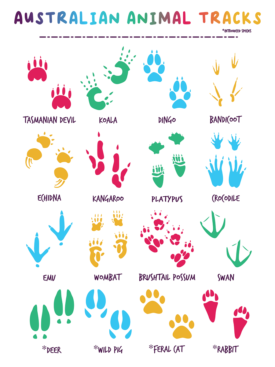 Australian Animal Tracks (Digital Download) product image (4)