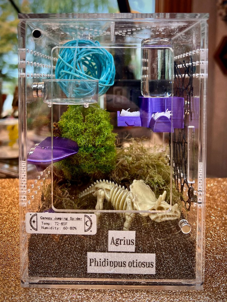 CLEARANCE medium juvenile jumping spider enclosure product image (7)