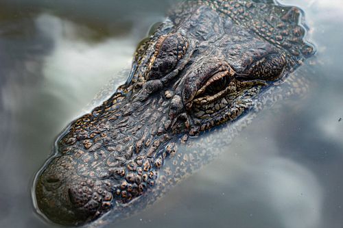 Close up of a American Alligator I got at #crocfest2025 @crocodileencounter 

☆☆
Canon Rebel T6 
50mm fixed lens
☆☆
Edits in ...