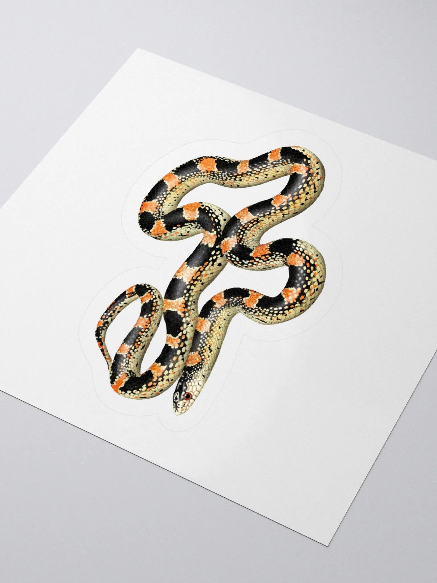 Die-Cut Sticker – Longnosed Snake Lecontei Phase product image (3)
