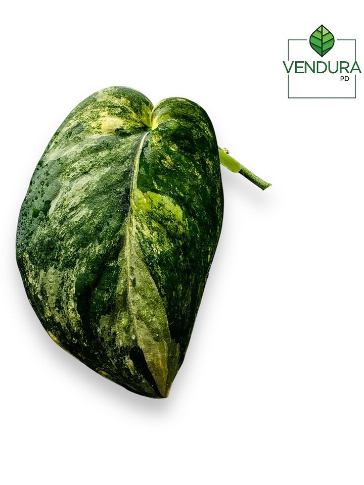 Scindapsus Jade Satin Aurea product image (2)