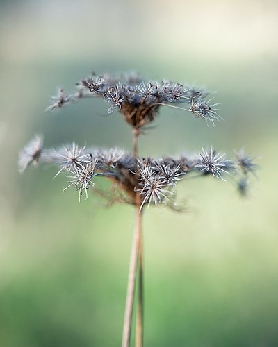Deflowered Aethusa cynapium. 

fool's parsley, fool's cicely, or poison parsley) is an annual (rarely biennial) herb in the p...