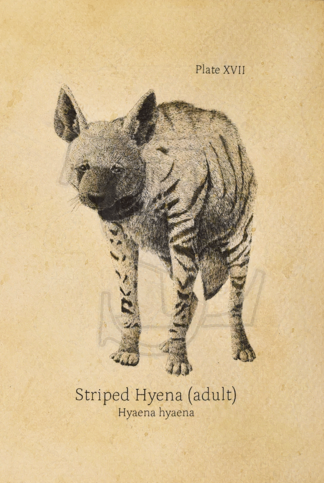 Adult Striped Hyena Giclée print (hand watercolored) product image (1)