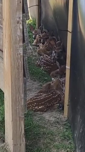 You got to see this fawn pileup! Where's Waldo? Watch us LIVE every morning on the deer farm! #Deer #Fawn #babydeer #Wildlife...