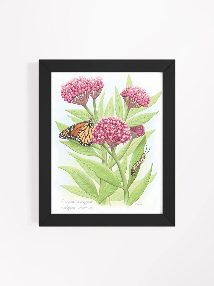 Monarch & Milkweed product image (45)