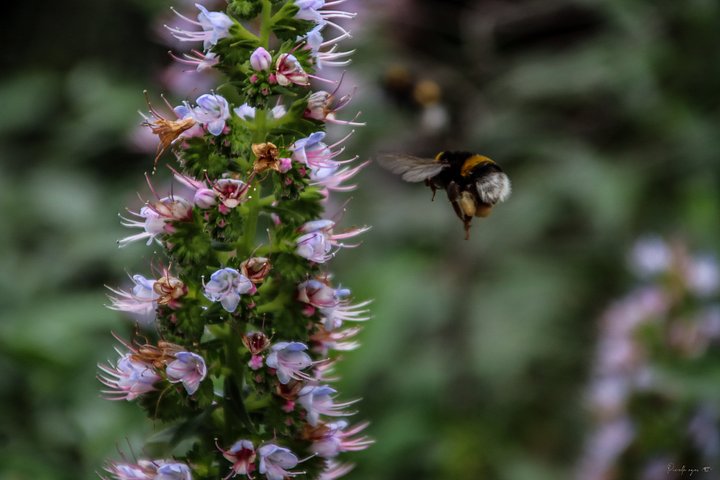 🌸 Fine Art – The Velvet Hover 🐝💫 product image (1)