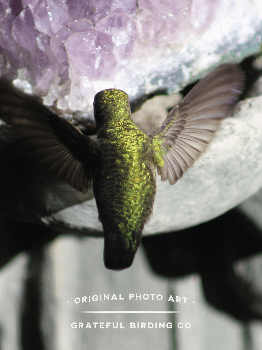 Anna's Hummingbird Nods Its Spring Greeting - Notecard product image (1)
