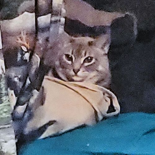 She thinks she can stop me from getting my bag that I need for work lol 
#fyp #foryou #foryoupage #cats #catsofinstagram #cat...