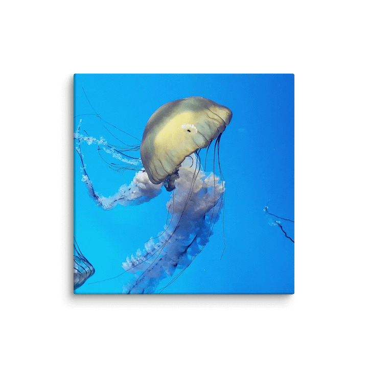 Jellyfish product image (1)