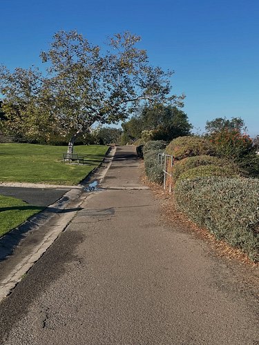 The one tree on my walk this morning now! #carpe diem! #getoutside #southerncalifornia