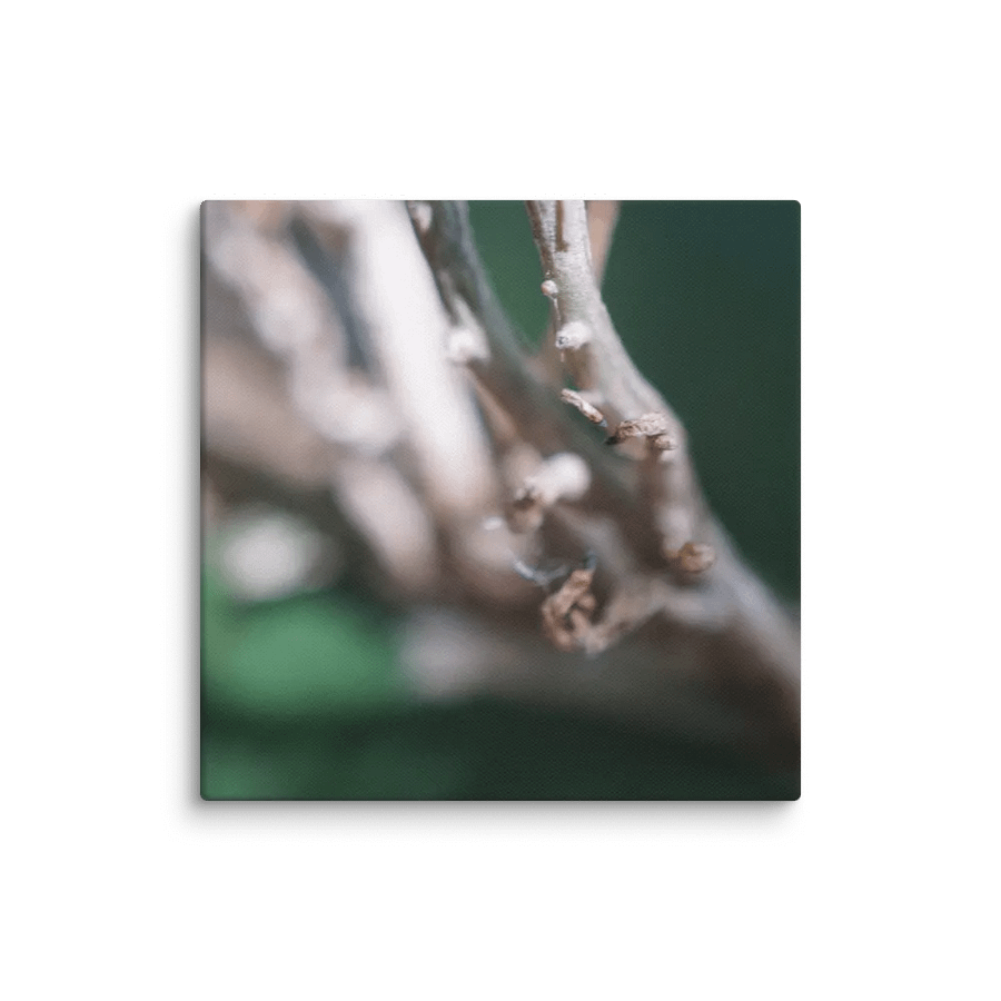 Dragon Fruit Plant Canvas product image (1)