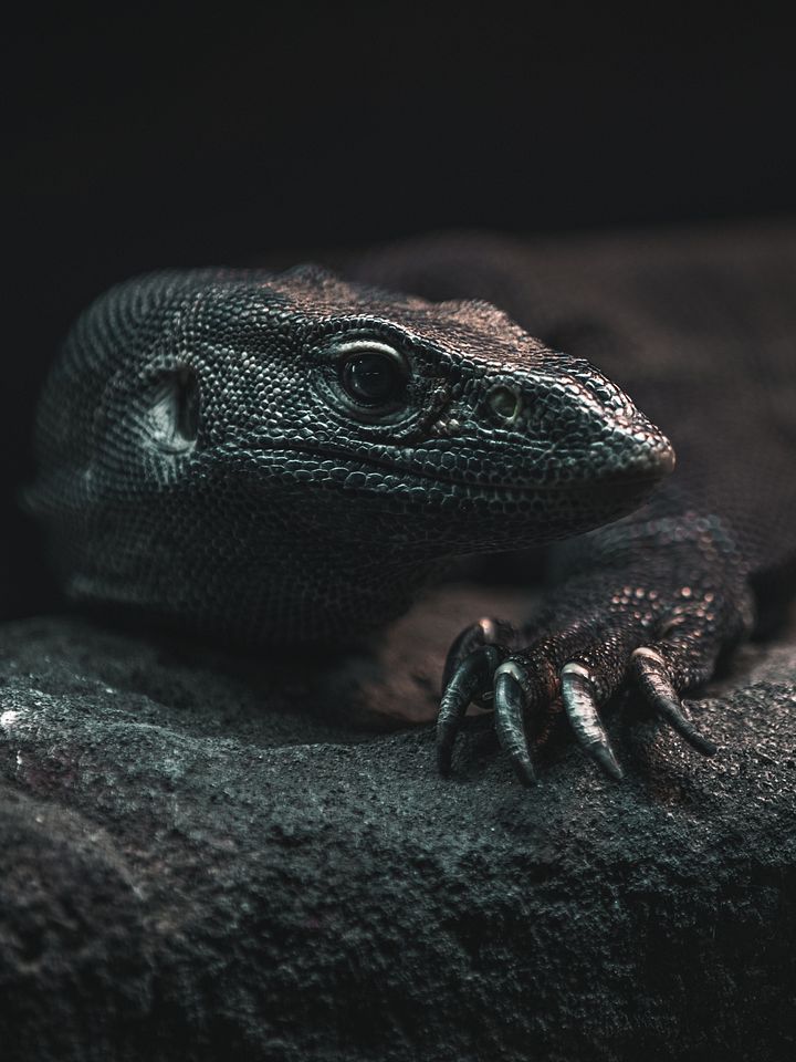 Melanistic Nile Monitor Claws Out product image (1)