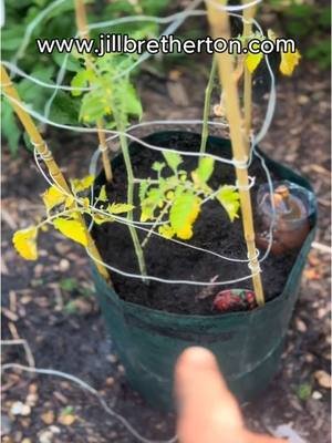Tomatoes in containers. My full set up. Includes cage support, irrigation and feed. #growtomatoes #tomatoesincontainers 