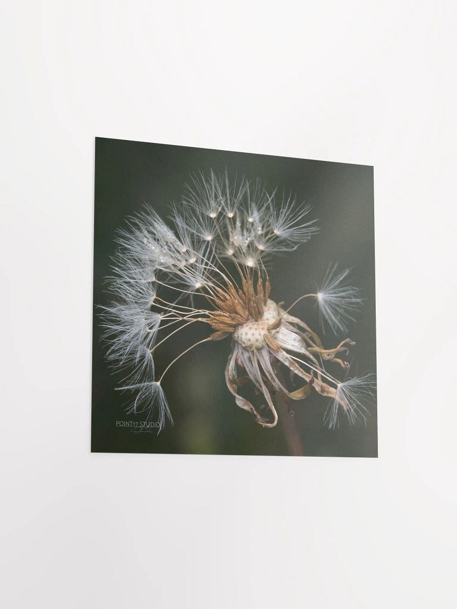 Dandelion #9 - Print product image (7)