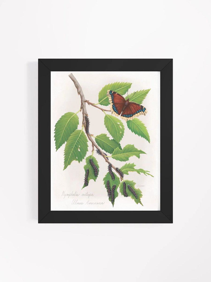 Mourning Cloak Butterfly product image (39)