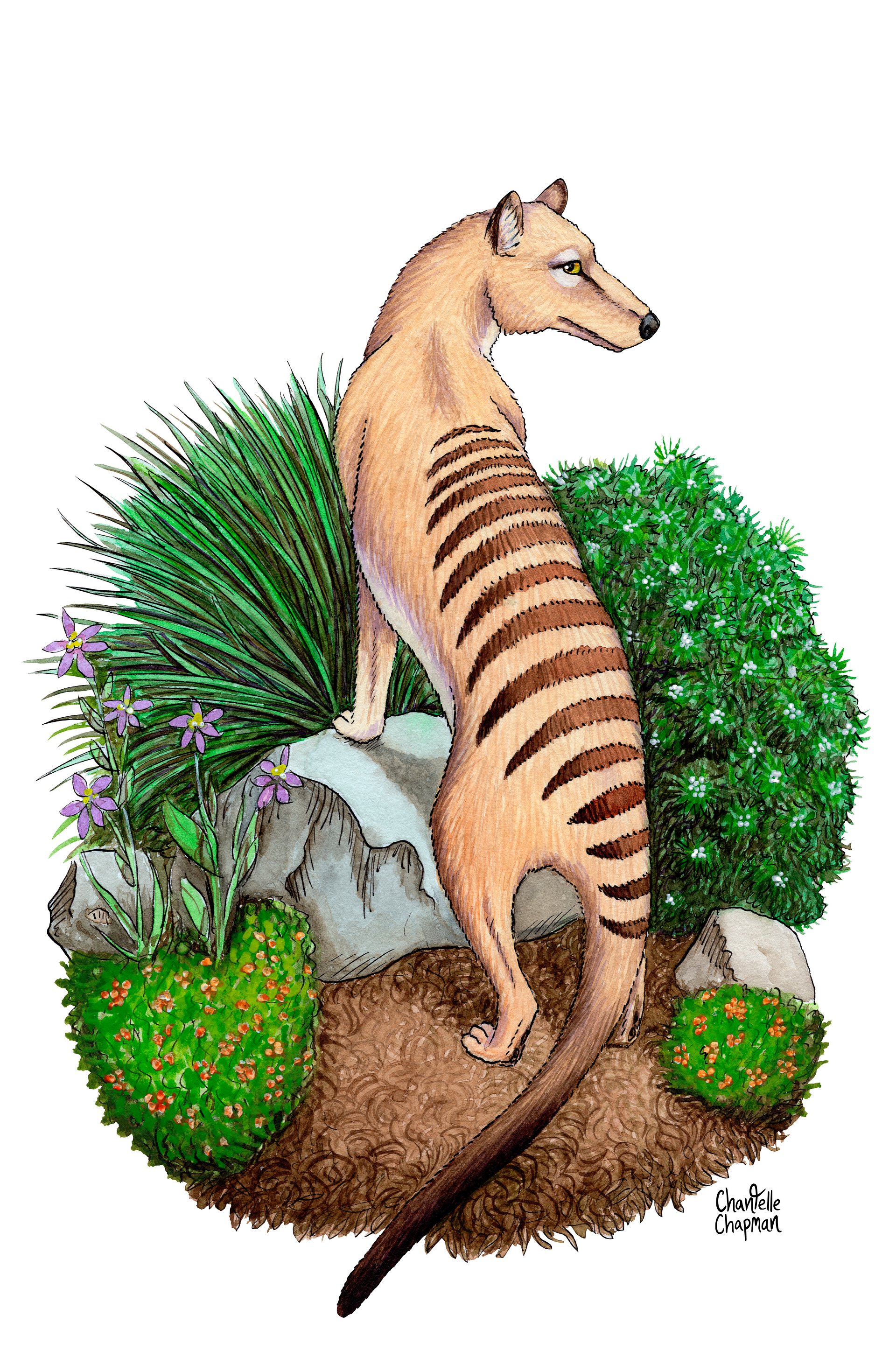 Thylacine - Art Print product image (1)