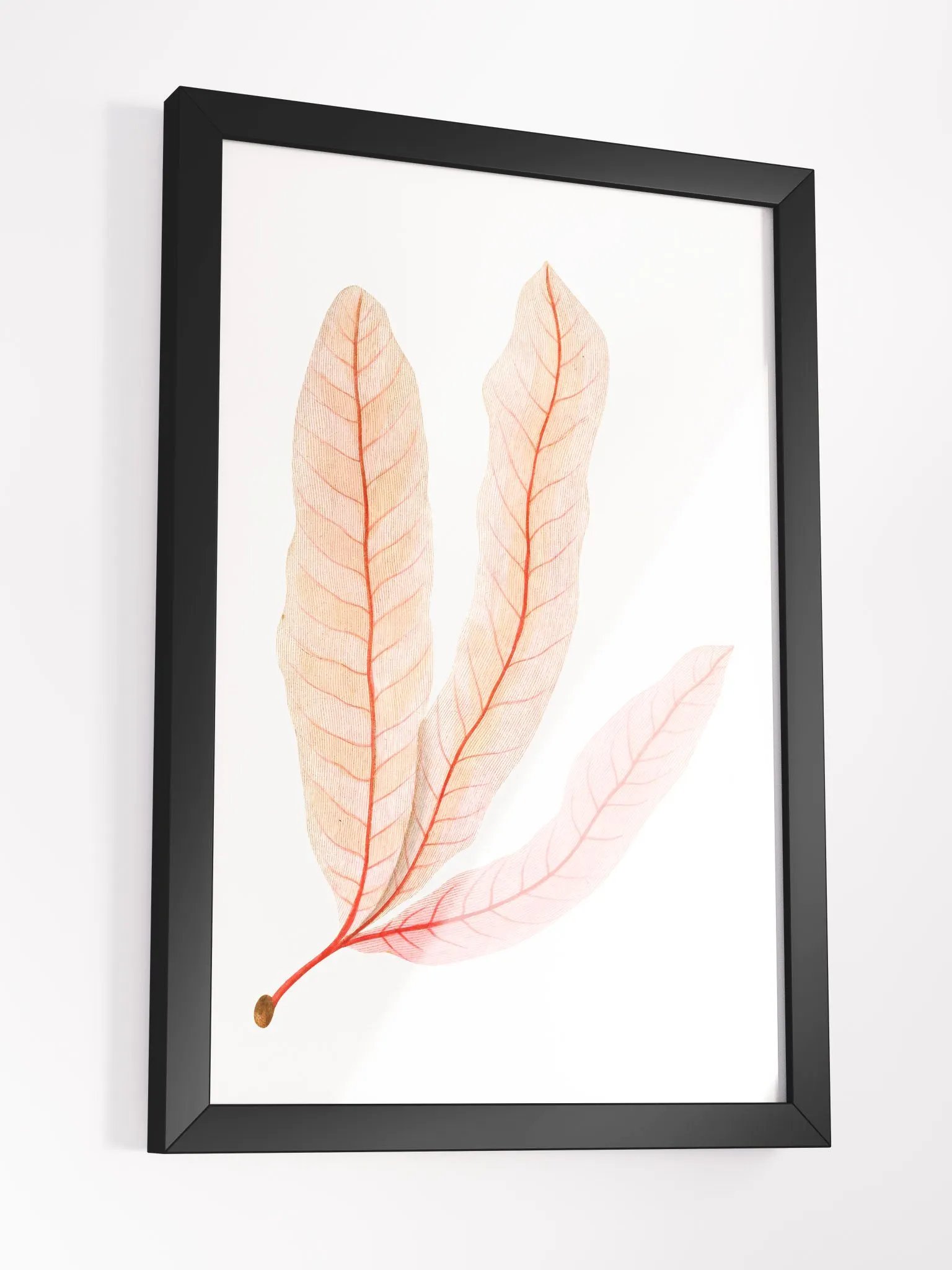 Ecotone Leaf Skeleton Framed Print product image (3)