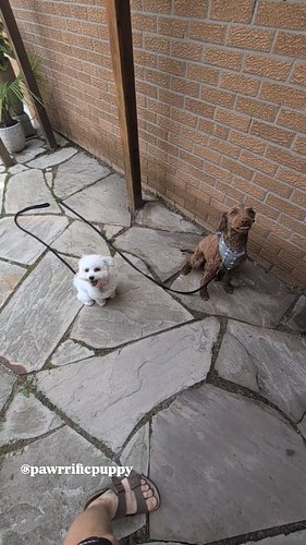 Winnie and Gigi are here at PAWRRIFIC PUPPY for Room and Board Obedience and Behavioural Training Programs. Each of them came...