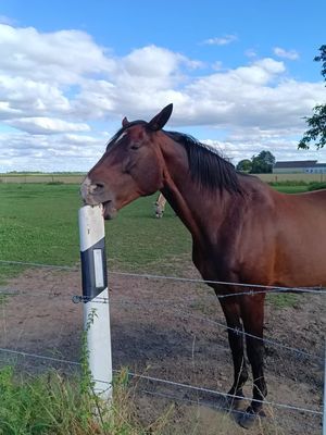 Adorable Bay Horse Enjoys a Sunny Day Discover the delightful world of our bay mare horse that's capturing hearts! Dive into the charming antics of this cute horse as she frolics around her picturesque pasture. Perfect for animal lovers and horse enthusiasts alike, this video offers a glimpse into the playful life of a horse that's sure to bring a smile to your face. #horse #horselover #bayhorse #pferd #pferdeliebe
