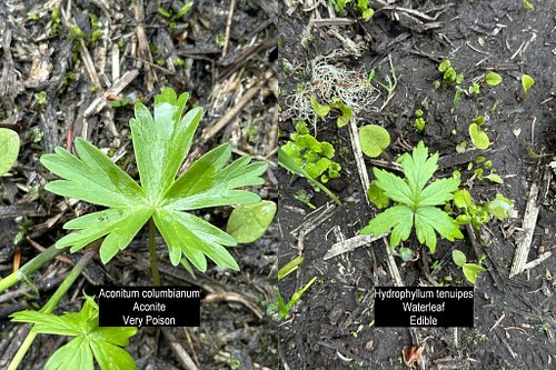 The one the left is the very poisonous Aconitum columbianum, Aconite, in the Ranunculaceae or Buttercup Family. On the right ...