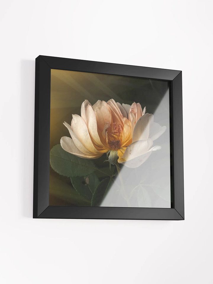 Half the Rose product image (2)