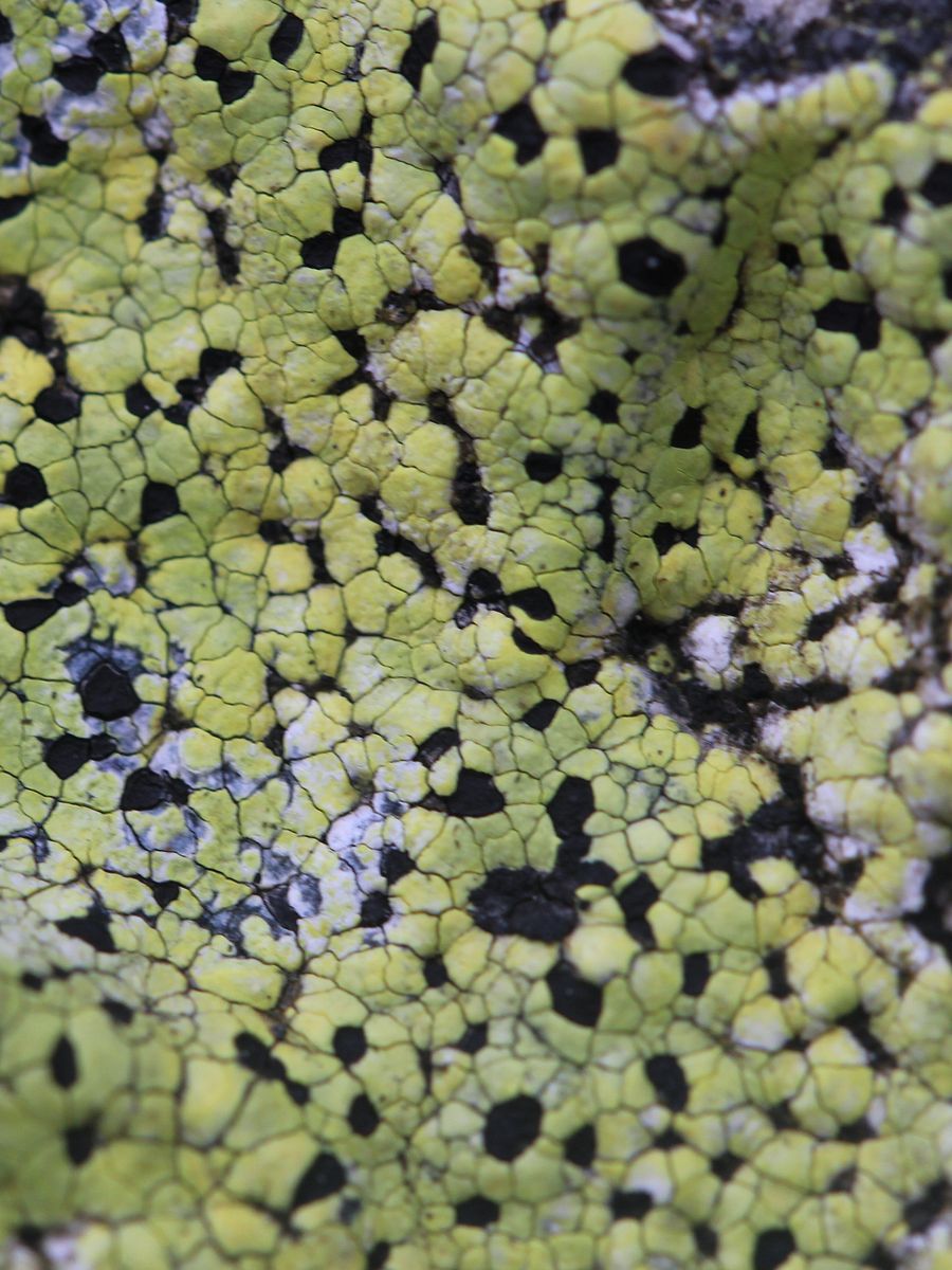 Lichen Image Collection product image (8)