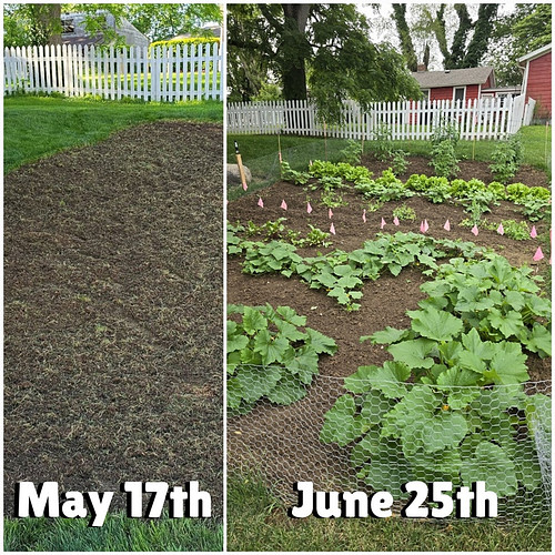What a difference one month makes! We went from grass to vegetables growing like crazy! The Fortify Organics Garden Fertilize...