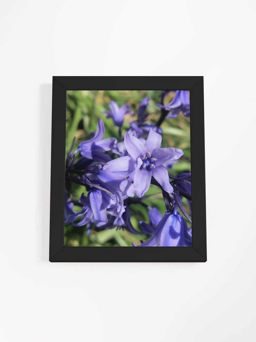 Framed Bluebell Print, Floral Art, 8x10 or 16x20