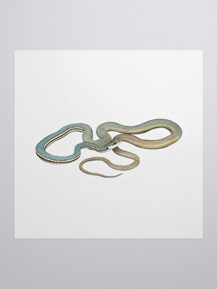 Die-Cut Sticker – Sonoran Whipsnake product image (1)