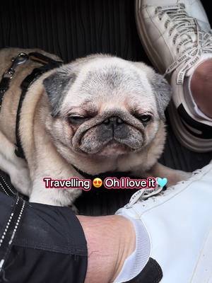 Here is Mirri’s Summer activities part 1 😍 This is the way the senior pug love to be during hot summer, always remember: enough water and cooling 🩵  #pugs #mirri #mirrithepug #puglife #pug #dogs 