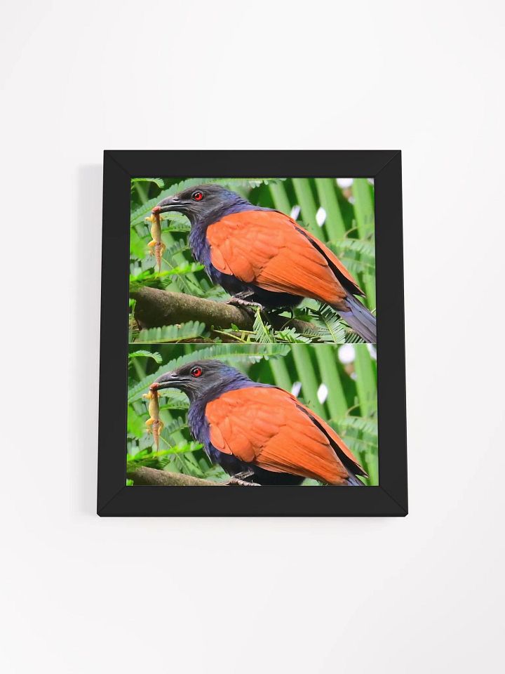 IUCAA Birds Photos product image (3)