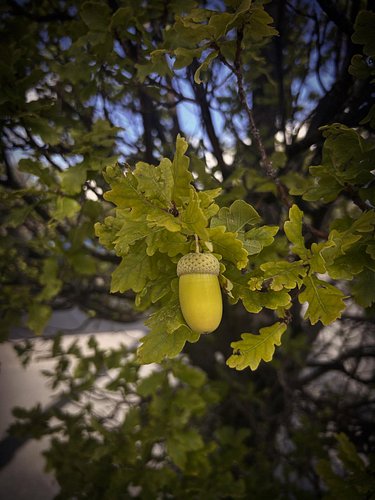 “Fall”
Digital Photo, 2025
.
.
.
.
.
The oak trees outside Christus St. Vincent have the largest acorns I’ve ever seen in NM....