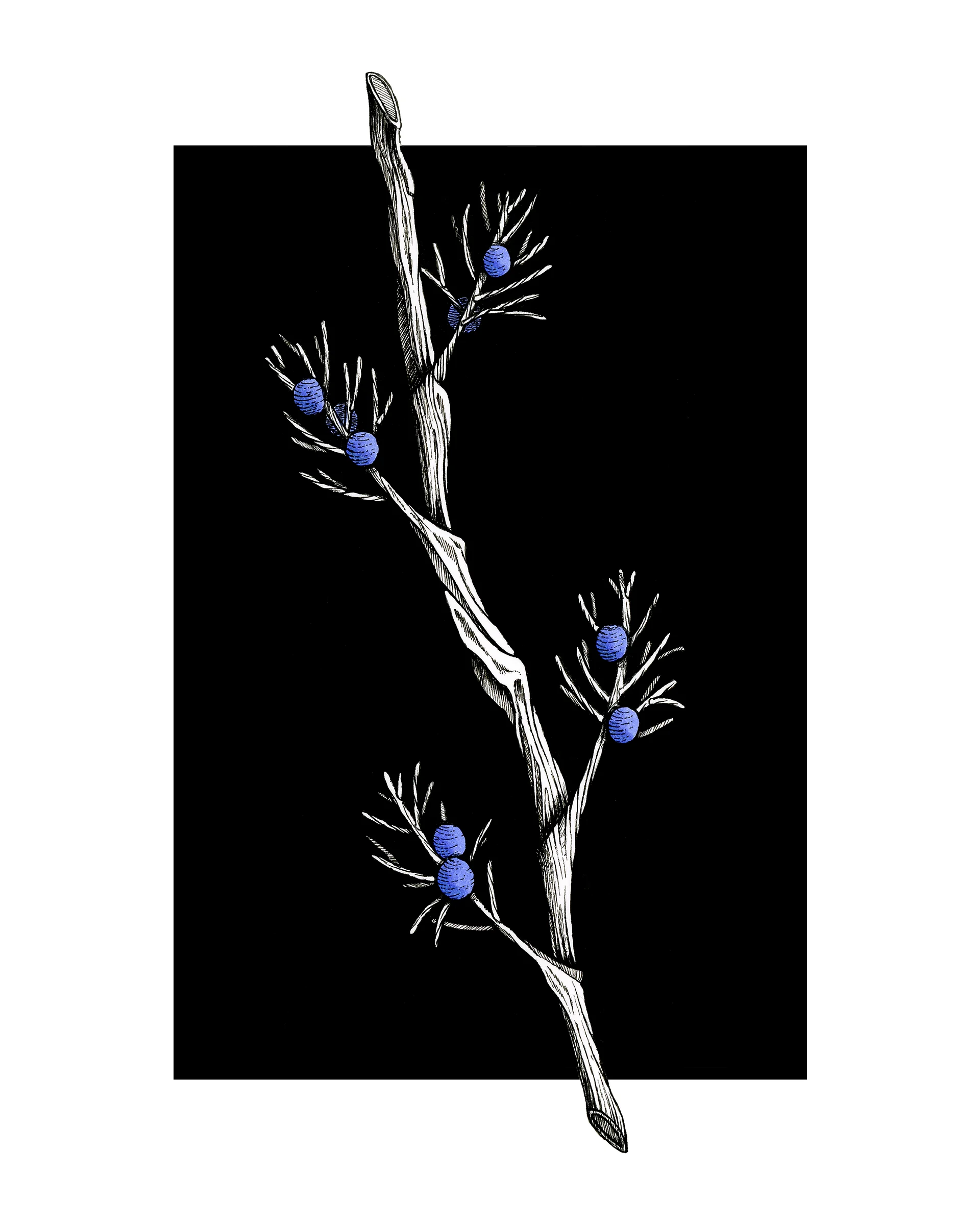 Juniper - Print product image (1)