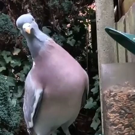 https://www.twitch.tv/natureboyuk
