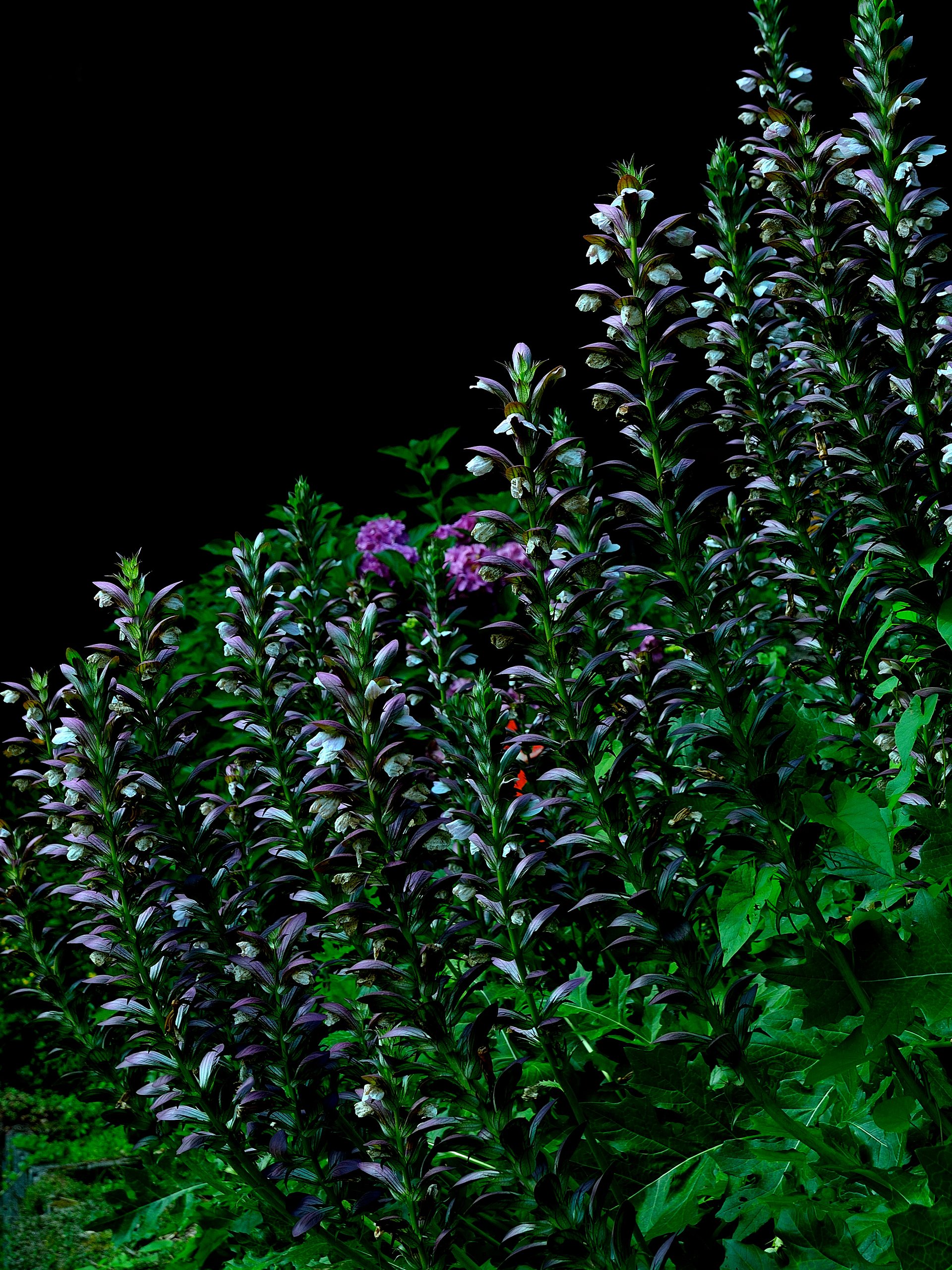 Rucksackbeutel mit Kordelzug - Blumenkontrast product image (2)