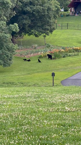 We had a momma bear & her 3 cubs in our front yard today! 🐻 She stand up when she sees a rabbit running through our neighbors...