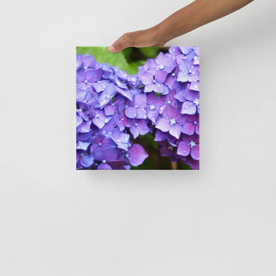 Hydrangeas product image (10)