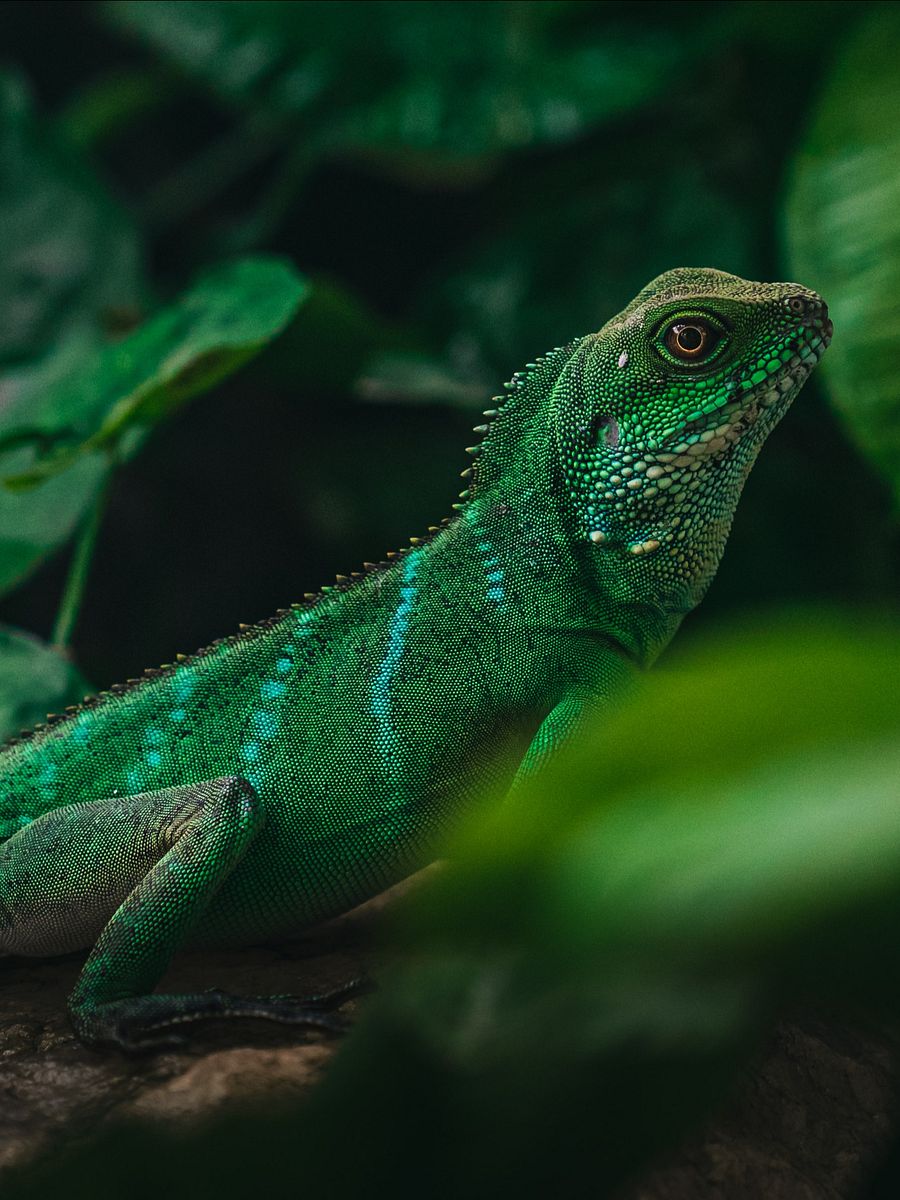 Water Dragon product image (1)