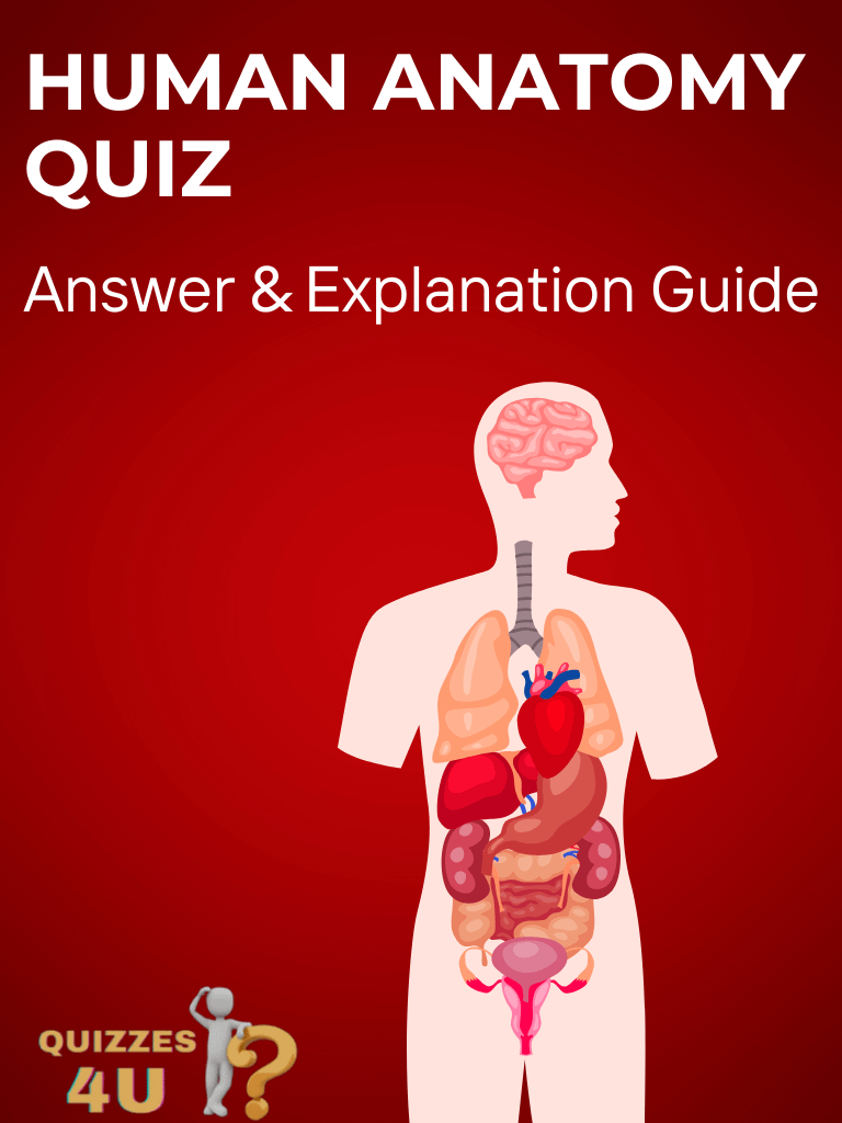Complete Human Anatomy Quiz - Answer & Explanation Guide product image (1)