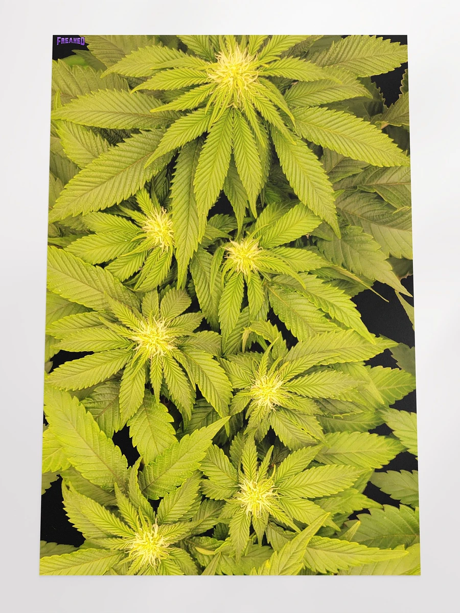Canna Poster product image (4)