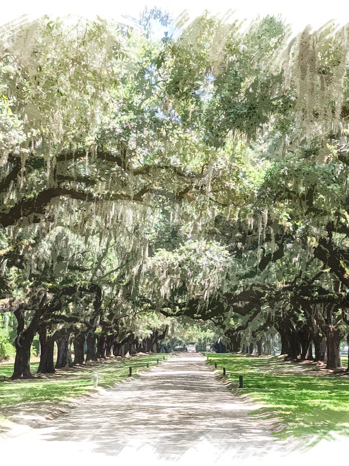 Avenue of the Oaks, Boone Hall Plantation Digital Watercolor Image Download product image (1)