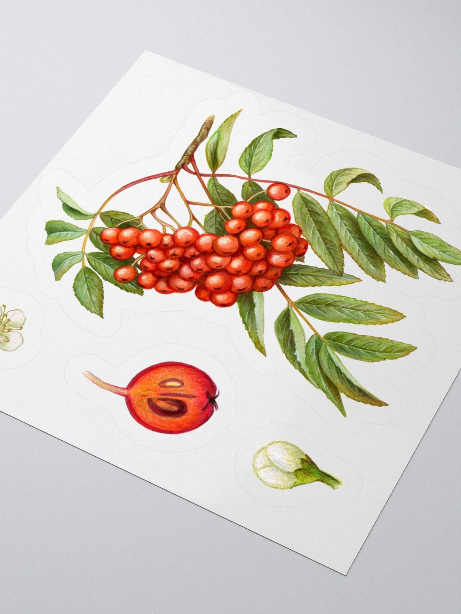 Rowan plant stickers product image (1)