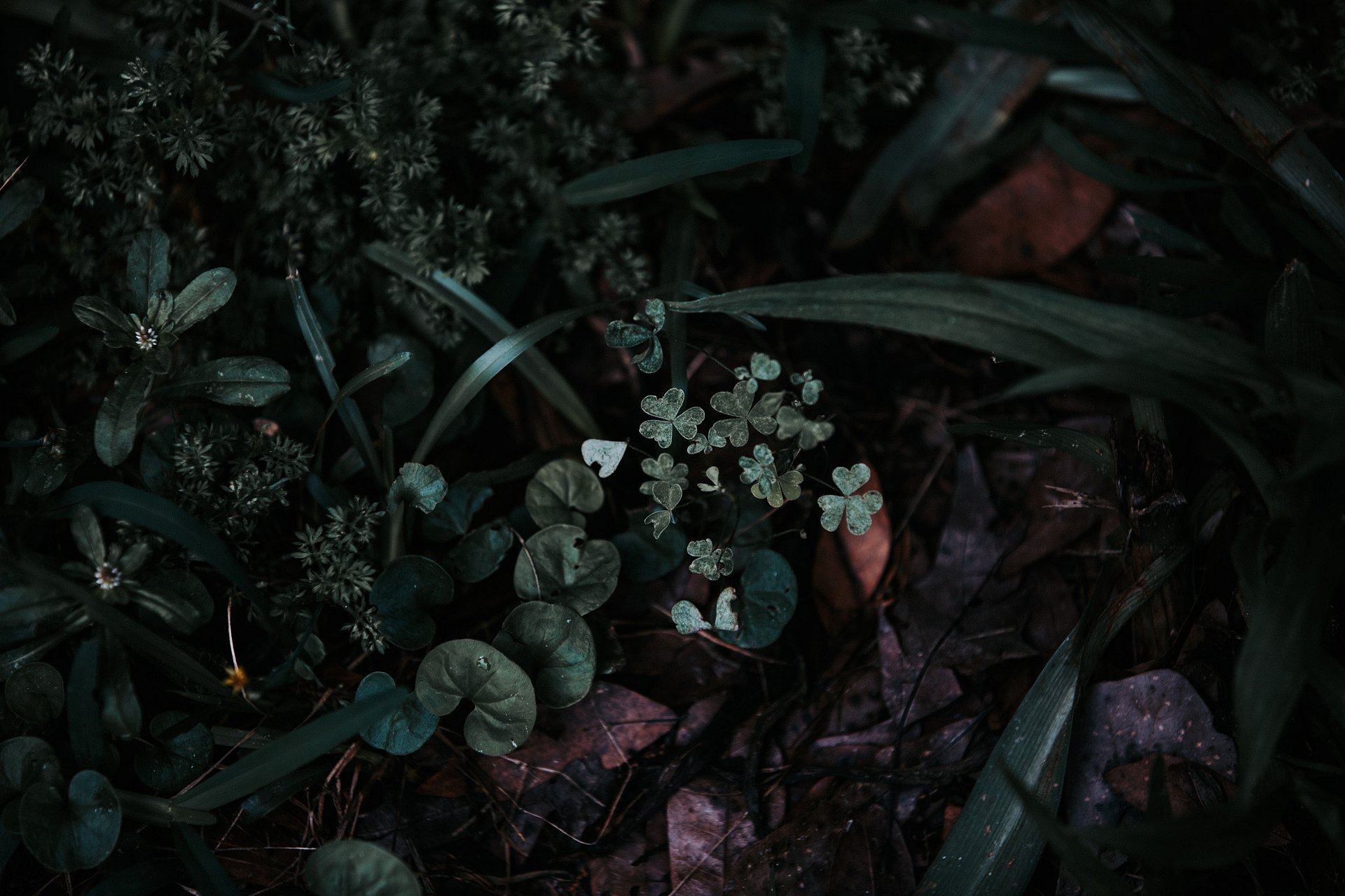 Clovers edge product image (1)