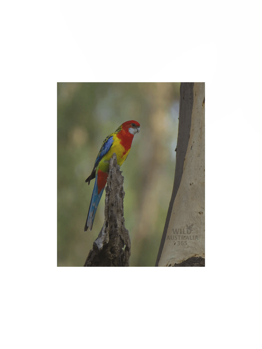 Eastern Rosella. product image (3)