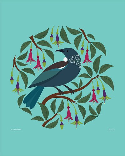 Tūī in kōtukutuku. Kōtukutuku (New Zealand tree fuchsia) flowers change from green to purple and then to red as they mature a...